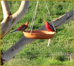 Henlie Park Bed & Breakfast - Accommodation Great Ocean Road 3