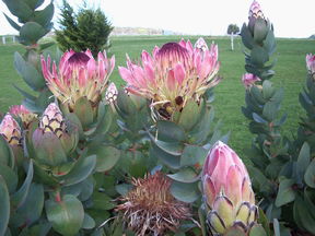 Stargazers - Accommodation Great Ocean Road 3