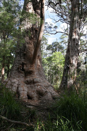 Valley Of The Giants Cottage - Accommodation Great Ocean Road 0