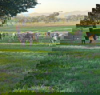 Wallinga Studio Farmstay - Accommodation Great Ocean Road