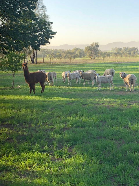 Wallinga Studio Farmstay - Accommodation Great Ocean Road 0