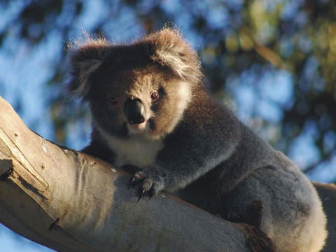 Bimbi Park Camping Under Koalas - Accommodation Great Ocean Road 0