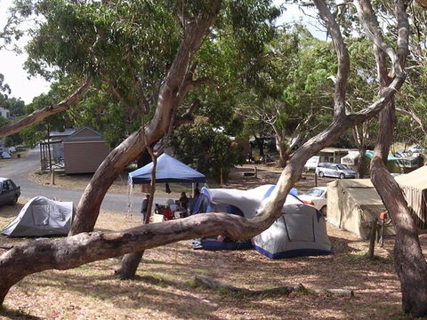 Bimbi Park Camping Under Koalas - Accommodation Great Ocean Road 1