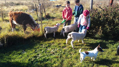Dairy Park Farm Stay Bed And Breakfast - Accommodation Great Ocean Road 2