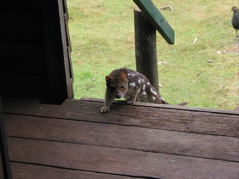 Mountain Valley Wilderness Holidays - Accommodation Great Ocean Road 2