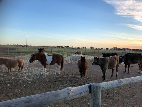 Tarnasey Farm - Pa's Place - Accommodation Great Ocean Road 1