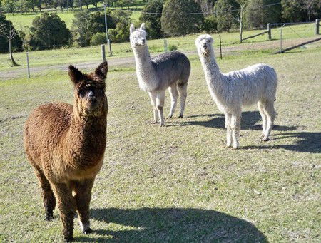 Sunrise Bed & Breakfast - Accommodation Great Ocean Road 5