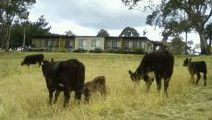 Bumblebrook Farm Motel - Accommodation Great Ocean Road 1