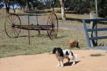 Bumblebrook Farm Motel - Accommodation Great Ocean Road 5