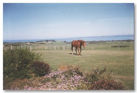 First Class Bed And Breakfast - Accommodation Great Ocean Road 0
