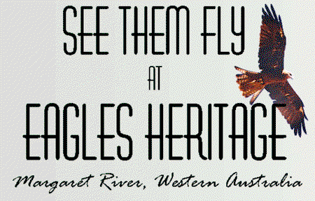 Eagles Heritage Raptor Wildlife Centre - Accommodation Great Ocean Road 0