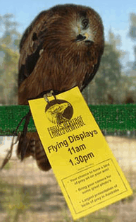 Eagles Heritage Raptor Wildlife Centre - Accommodation Great Ocean Road 1