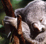 Koala and River Cruise by Mirimar Cruises - Accommodation Great Ocean Road