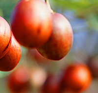 Tropical Fruit World - Accommodation Great Ocean Road