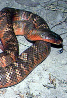 Armadale Reptile & Wildlife Centre - Accommodation Great Ocean Road 0