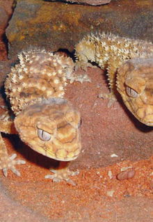 Armadale Reptile & Wildlife Centre - Accommodation Great Ocean Road 1