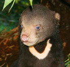 Perth Zoo - Accommodation Great Ocean Road