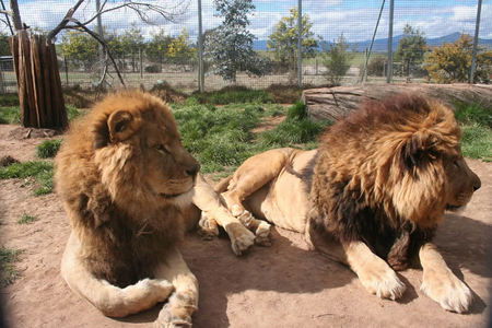 Mansfield Zoo - Accommodation Great Ocean Road 0