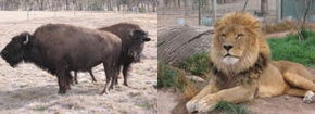 Mansfield Zoo - Accommodation Great Ocean Road 3