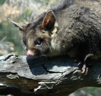 Moonlit Sanctuary Wildlife Conservation Park - Accommodation Great Ocean Road