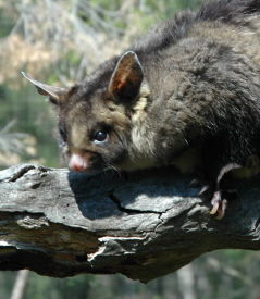 Moonlit Sanctuary Wildlife Conservation Park - Accommodation Great Ocean Road 0