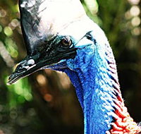 Alma Park Zoo - Accommodation Great Ocean Road