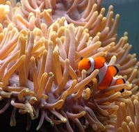 Reef HQ Great Barrier Reef Aquarium - Accommodation Great Ocean Road