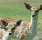 Marapana Wildlife Park - Accommodation Great Ocean Road