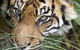 Adelaide Zoo - thumb 1