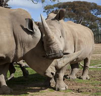 Monarto Zoo - Accommodation Great Ocean Road