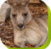 Calmsley Hill City Farm - Accommodation Great Ocean Road