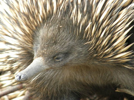 Dundee's Wildlife Park - Accommodation Great Ocean Road 3