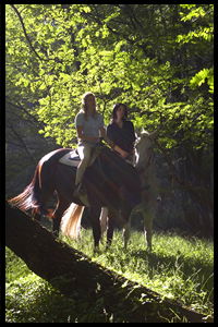 Glenworth Valley Horseriding - Accommodation Great Ocean Road 2