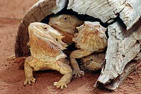 Alice Springs Reptile Centre - Accommodation Great Ocean Road 0