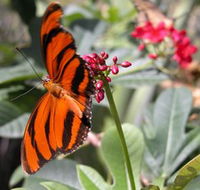 Butterfly Farm - Accommodation Great Ocean Road