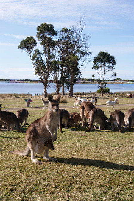 East Coast Natureworld - Accommodation Great Ocean Road 1