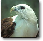 Kakadu National Park - Accommodation Great Ocean Road