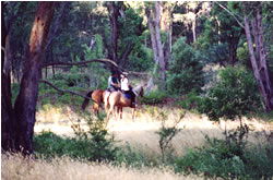 High Country Horses - Accommodation Great Ocean Road 1