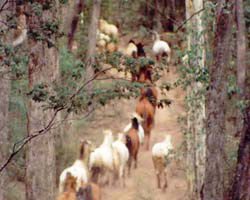 High Country Horses - Accommodation Great Ocean Road 2