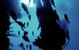 Scuba World - thumb 0