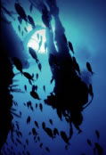 Scuba World - Accommodation Great Ocean Road 0