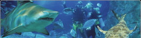 Scuba World - Accommodation Great Ocean Road 1