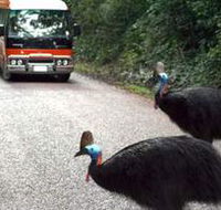 Kookaburra Tours - Accommodation Great Ocean Road