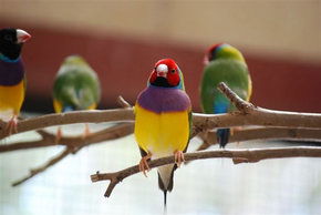 Kyabram Fauna Park - Accommodation Great Ocean Road 1