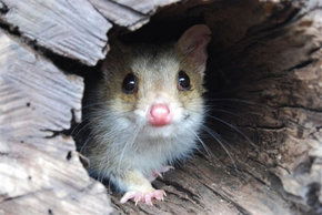 Kyabram Fauna Park - Accommodation Great Ocean Road 3