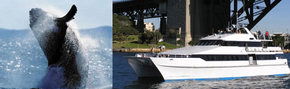 Prestige Harbour Cruises - Accommodation Great Ocean Road 3