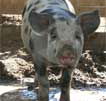Wagga Wagga Zoo - Accommodation Great Ocean Road