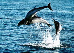 Polperro Dolphin Swims - Accommodation Great Ocean Road 1