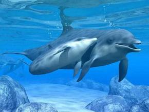 Polperro Dolphin Swims - Accommodation Great Ocean Road 3
