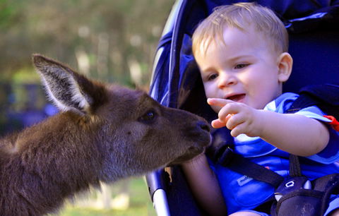Australian Reptile Park - Accommodation Great Ocean Road 6